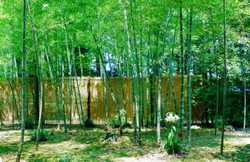 〈池田大作先生　四季の励まし〉　「向上の人」こそ偉大！ 2019年9月15日：感想と決意