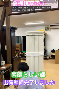 【真心込めて出荷準備】輝パールホワイトの輝き！「陽だまり桜」が運ぶ、勝利と幸福の春