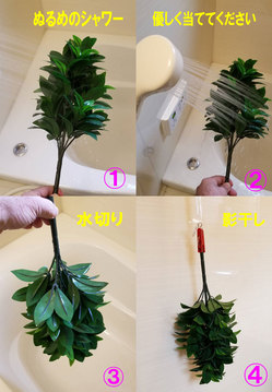 造花シキミの洗い方.jpgのサムネイル画像のサムネイル画像のサムネイル画像