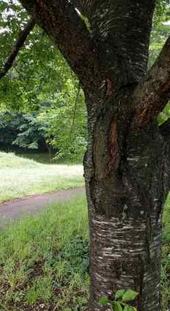 62328201_2315203045227363_8379738278353436672_n.jpgのサムネイル画像