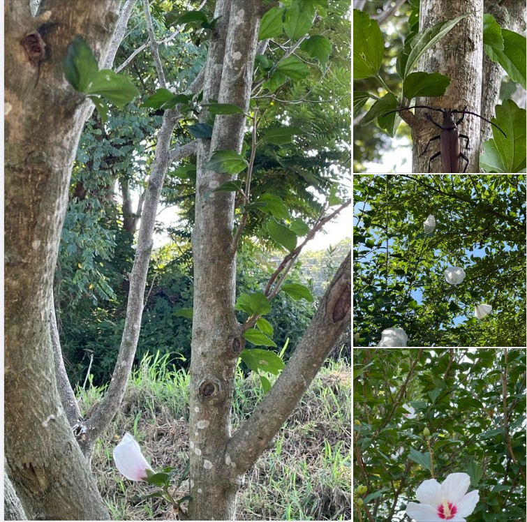 数年前　ここにクワガタとカブトムシが沢山いました。毎年楽しみにしていましたがある年そこにはいませんでした。