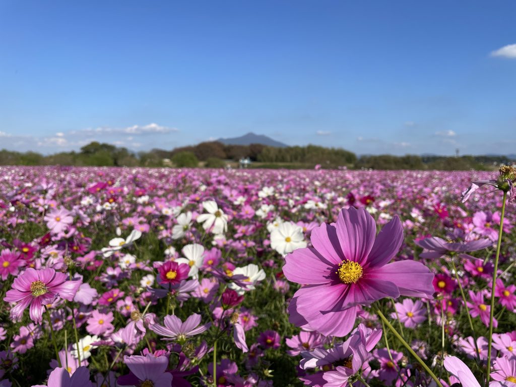 「創価学会教学要綱」を発刊　学会こそ日蓮仏法の正統最優先は青年世代・未来部の育成：聖教新聞から掲載させていただきました。